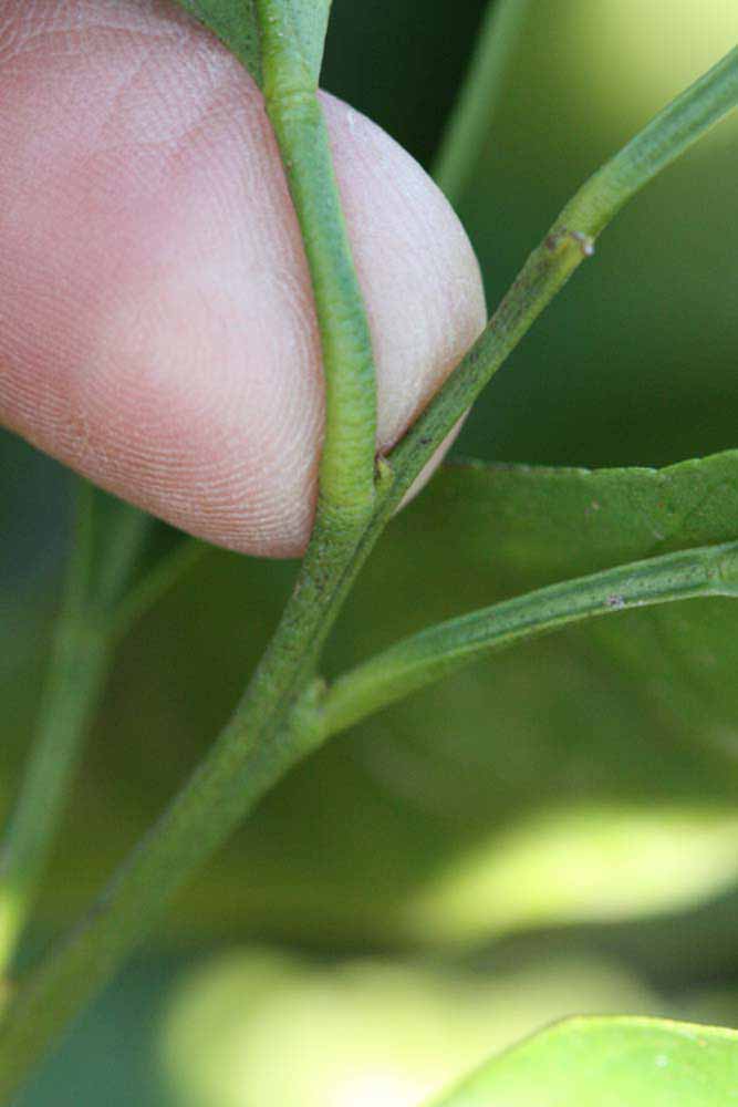            Petiole (Riverside, CA)   